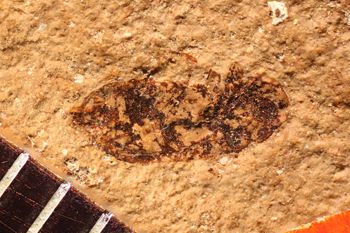 Media type: image;   Entomology PALE-4061